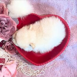 Pomeranian Puppies from Floki & Fibi Pomeranians