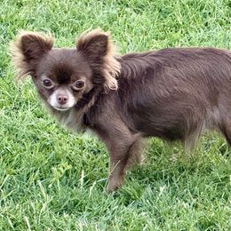 Juliette - Chihuahua