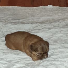 Shih Tzu Puppies from Highland Farms Shih Tzu & Imperial Beauties