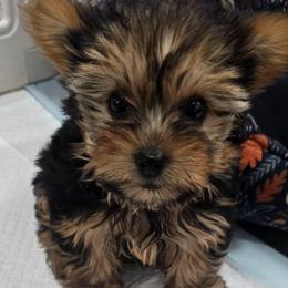 Ivy - Black and tan female Yorkshire Terrier puppy in Buckeye, Arizona from Adriana's Yorkies