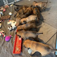 Girl 1 - Fawn female Belgian Malinois puppy in Newburyport, Massachusetts from Runchkin Hill K9