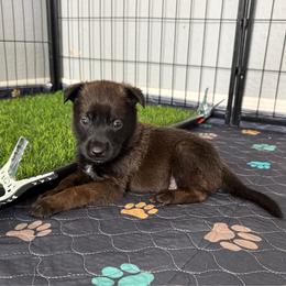 Luke (Yellow) - Black sable male Belgian Malinois puppy in Buckeue, Arizona from Légende Vivante Du Chief Kennel