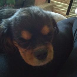 Rally - Cavalier King Charles Spaniel