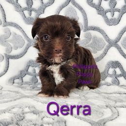 Qerra - Chocolate and tan female Yorkshire Terrier puppy in Adair, Oklahoma from Phillippe's Puppy Paws