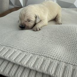 No collar boy - Light golden male Golden Retriever puppy in Radcliff, Kentucky from It’s A Golden Life