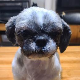 BAILEY - Black white and silver female Shih Tzu puppy in Belleville, Michigan from Patricia's Heavenly Earth Angels