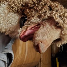 Tilly Jane  - Poodle