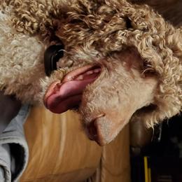 Tilly Jane  - Poodle