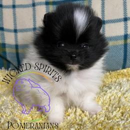 ON HOLD AKC ROMEO - Black parti male Pomeranian puppy in Watkins Glen, New York from Wicked Spirits Pomeranians