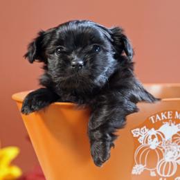 Rocky - Black male Mi-Ki puppy in Wales, Wisconsin from Phantastic Mi-kis