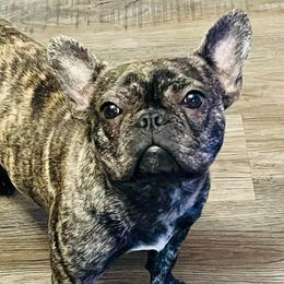 Boston Terriers and French Bulldogs from LEBulldogs