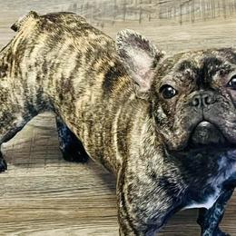 Boston Terriers and French Bulldogs from LEBulldogs