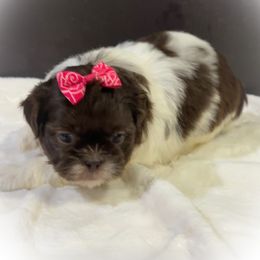 Girl 1 - Liver and white female Shih Tzu puppy in Ocala, Florida from Mimi's Shih-tzus of Ocala