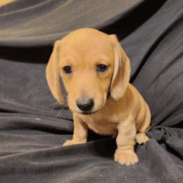 Blue Boy - Cream male Dachshund puppy in Buckeye, Arizona from AZ Dachshund Proud