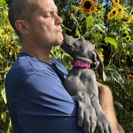 "Kisses from Rose 2023" Weimaraner Puppies from Lockehaven Weimaraners