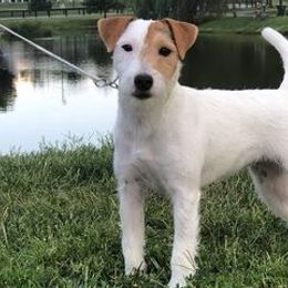 Parson Russell Terriers from Saddles Ridge PRT's