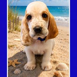 Blue collar male - Lemon and white male Basset Hound puppy in Columbia, South Carolina from Pawmetto Hounds