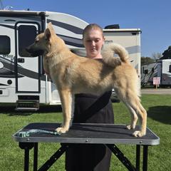 Admiral - Wheaten male Norwegian Buhund puppy in Lawton, Michigan from J-Lyn