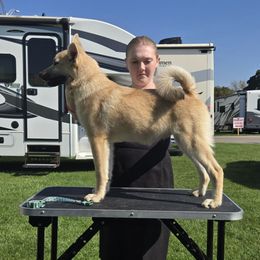 Admiral - Wheaten male Norwegian Buhund puppy in Lawton, Michigan from J-Lyn