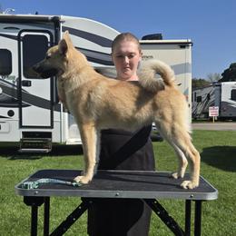 Admiral - Wheaten male Norwegian Buhund puppy in Lawton, Michigan from J-Lyn