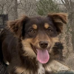 Gwen - Toy Australian Shepherd