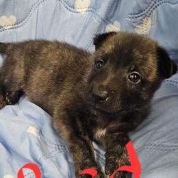 Red collar - Gold brindle male Dutch Shepherd puppy in Howey In The Hills, Florida from MAC K9 Dutch Shepherds
