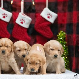 Labrador Retriever Puppies from Sun Ridge Labradors