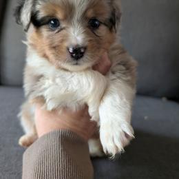 Harry - Blue merle male Miniature Australian Shepherd puppy in Bend, Oregon from Wonderland Aussies