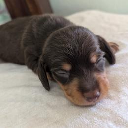Dachshund puppies from Lindsey Smith