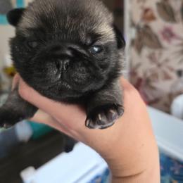 Boy 3 - Fawn male Pug puppy in Keysville, Georgia from Rollee Pollee Pugs