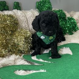 Saint - Black male Poodle puppy in Warren, Michigan from Annette Patterson