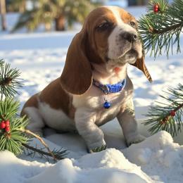 Robin - Mahogany and white male Basset Hound puppy in Inman, Nebraska from Sandhill Hounds of Nebraska