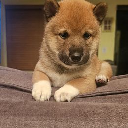 Shiba Inu Puppies from Kiara Coloma