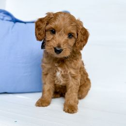 Brian- Black collar boy - Apricot male Goldendoodle puppy in Melbourne, Florida from Space Coast Doodle Co.
