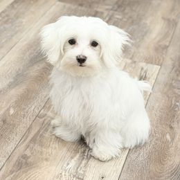 Marshall - White male Maltese puppy in Berthoud, Colorado from SnowKiss Maltese by Hidie'sLittleFurryFriends