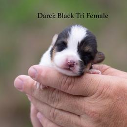 Darci - Black and tan female Pembroke Welsh Corgi puppy in Manchester, Kentucky from Riverside Corgis