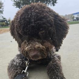 Frankie - Lagotto Romagnolo