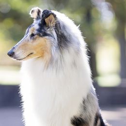 Collies from Fianna Collies