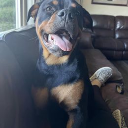 Rottweiler Puppies from Alpha Co. Rottweilers