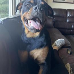 Rottweiler Puppies from Alpha Co. Rottweilers