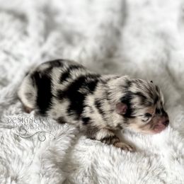 Pomeranian and Pomsky Puppies from Designer Pomeranians