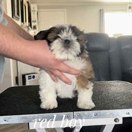 Chubby - Red and white male Shih Tzu puppy in Doña Ana County, New Mexico from White Sands Shih Tzu's