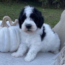 Oat - Black and white female Sheepadoodle puppy in Columbia, Tennessee from Primrose Cottage Puppies