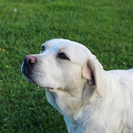 Alaska - Yellow female Labrador Retriever puppy in Tomahawk, Wisconsin from Mahner Labs