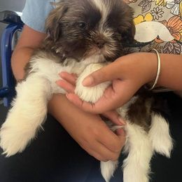 Shih Tzu Puppies from Wandering Tzu