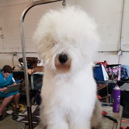 CaraMae - Old English Sheepdog