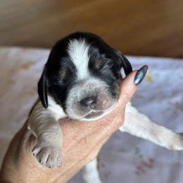 Whitman - Tri-Roan female English Springer Spaniel puppy in Winfield, Tennessee from Murphy Farms and Springers