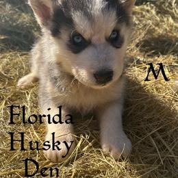 Crues black and white boy 2 - Black and white male Siberian Husky puppy in Trinity, Florida from Florida Husky Den