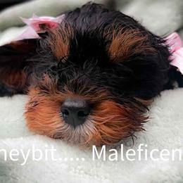 Maleficent - Tri-color female Cavapoo puppy in Maple Grove, Minnesota from Honey Bit Kennels