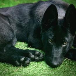 German Shepherds from Lindhalla German Shepherds